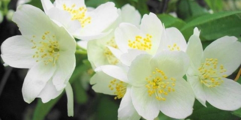 Kako presaditi jasmin na drugo mjesto